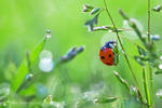 Ladybird by alexgphoto