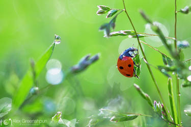 Ladybird