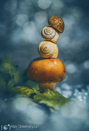 The Garden Gnome by alexgphoto