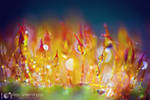 A Feast of Luminosity by alexgphoto A Feast of Luminosity by alexgphoto