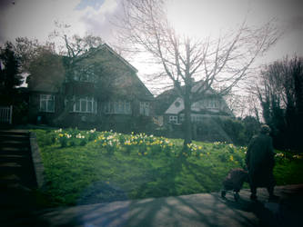 Daffodils and an elderly lady