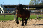 Brown 12 by Dark-Wolfs-Stock