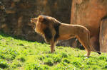 animal 13 by Dark-Wolfs-Stock