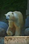 animal 16 by Dark-Wolfs-Stock