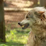 NUP 12 Wolf 4