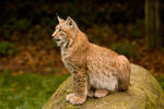 Olderdissen 14 . Lynx 005 by Dark-Wolfs-Stock