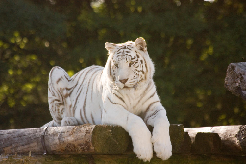 Stukenbrock 14 . Tiger 014 by Dark-Wolfs-Stock Stukenbrock 14 . Tiger 014 by Dark-Wolfs-Stock