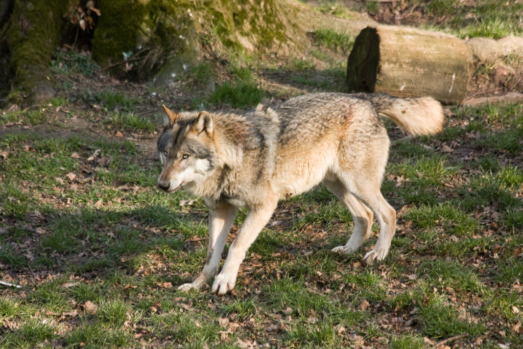 Springe 15 . Wolf 002 by Dark-Wolfs-Stock on DeviantArt