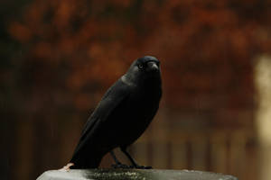 Crow