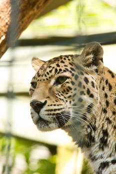 Wuppertal - Leopard