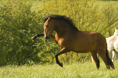 Horse Brown 02