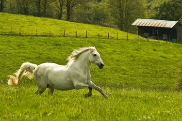 Horse White 01