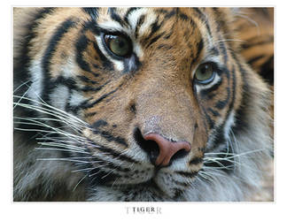 Taronga Zoo - Tiger