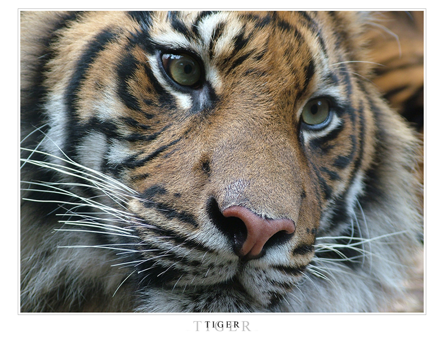 Taronga Zoo - Tiger