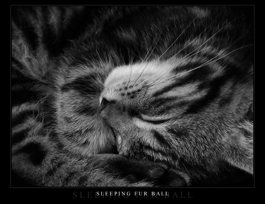 Sleeping Fur Ball