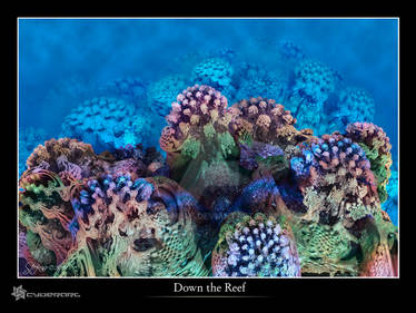 Down the Reef