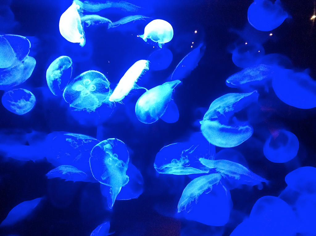 Jelly Fish Blue II