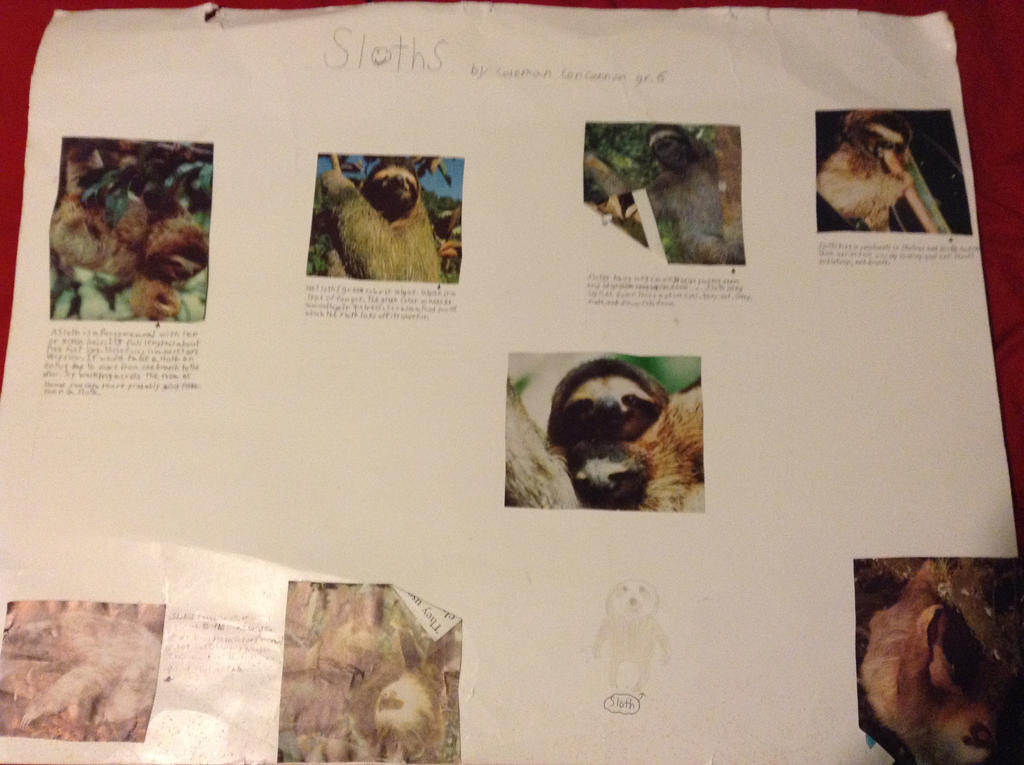 Sloths Presentation by muffla on DeviantArt