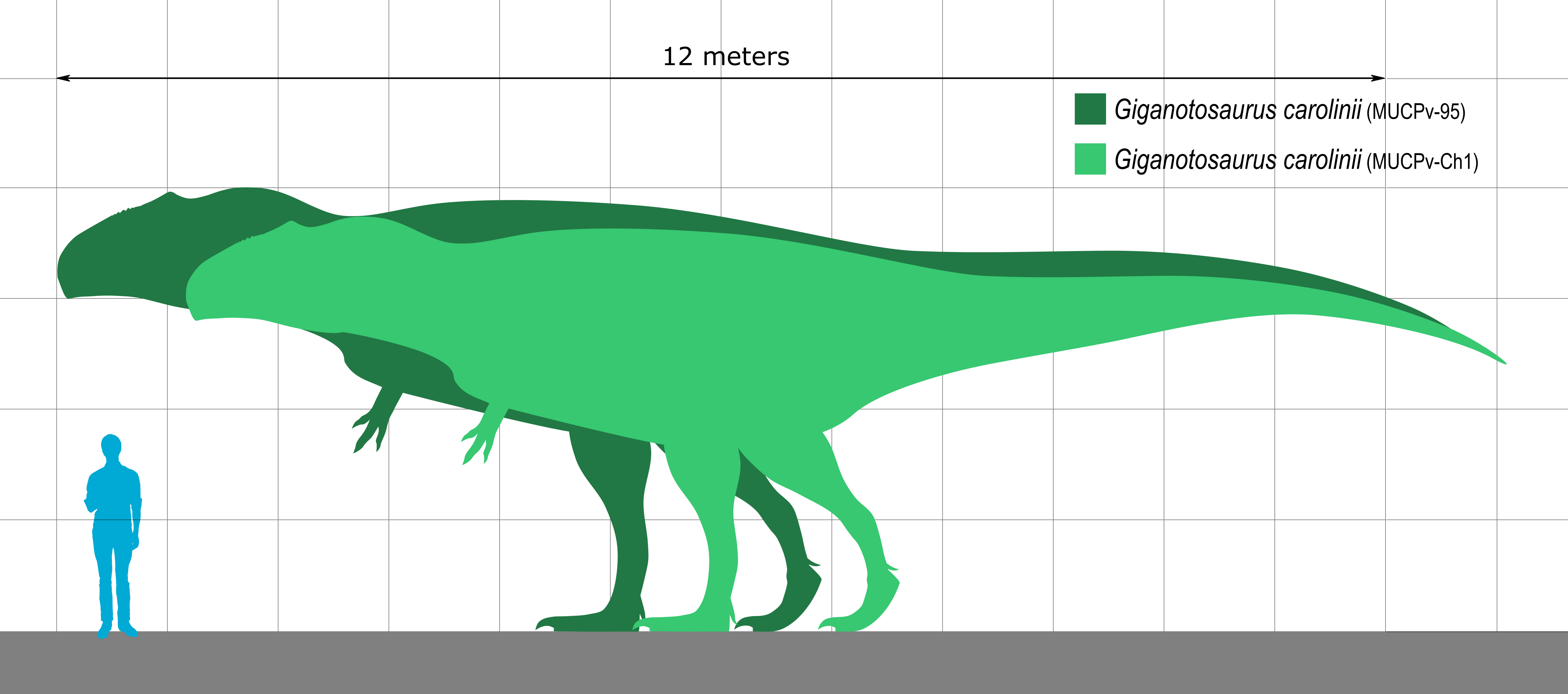 Giganotosaurus Size Comparison By KoprX On DeviantArt giganotosaurus-size-comparison-by-koprx-on-deviantart