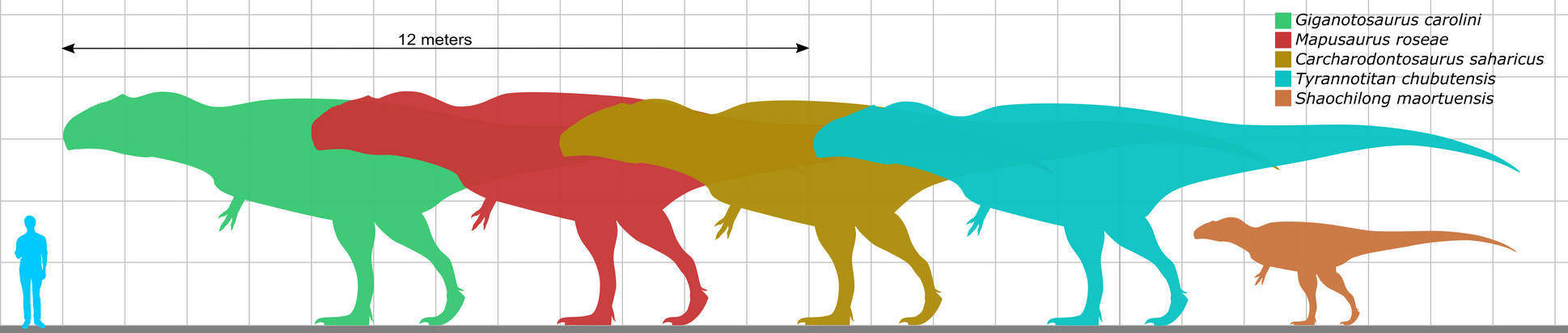 Carcharodontosaurinae Size Comparison By KoprX On DeviantArt carcharodontosaurinae-size-comparison-by-koprx-on-deviantart