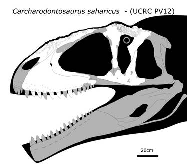 Carcharodontosaurus saharicus - (UCRC PV12)