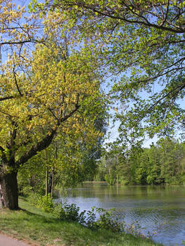 Under the trees