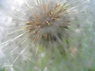 Dandelion 1