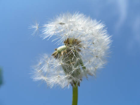 Dandelion 2