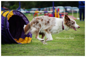 South Durham Agility 02