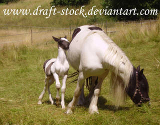 Gypsy Vanner Stock VIII