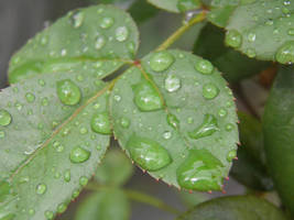 Rainy Leaves