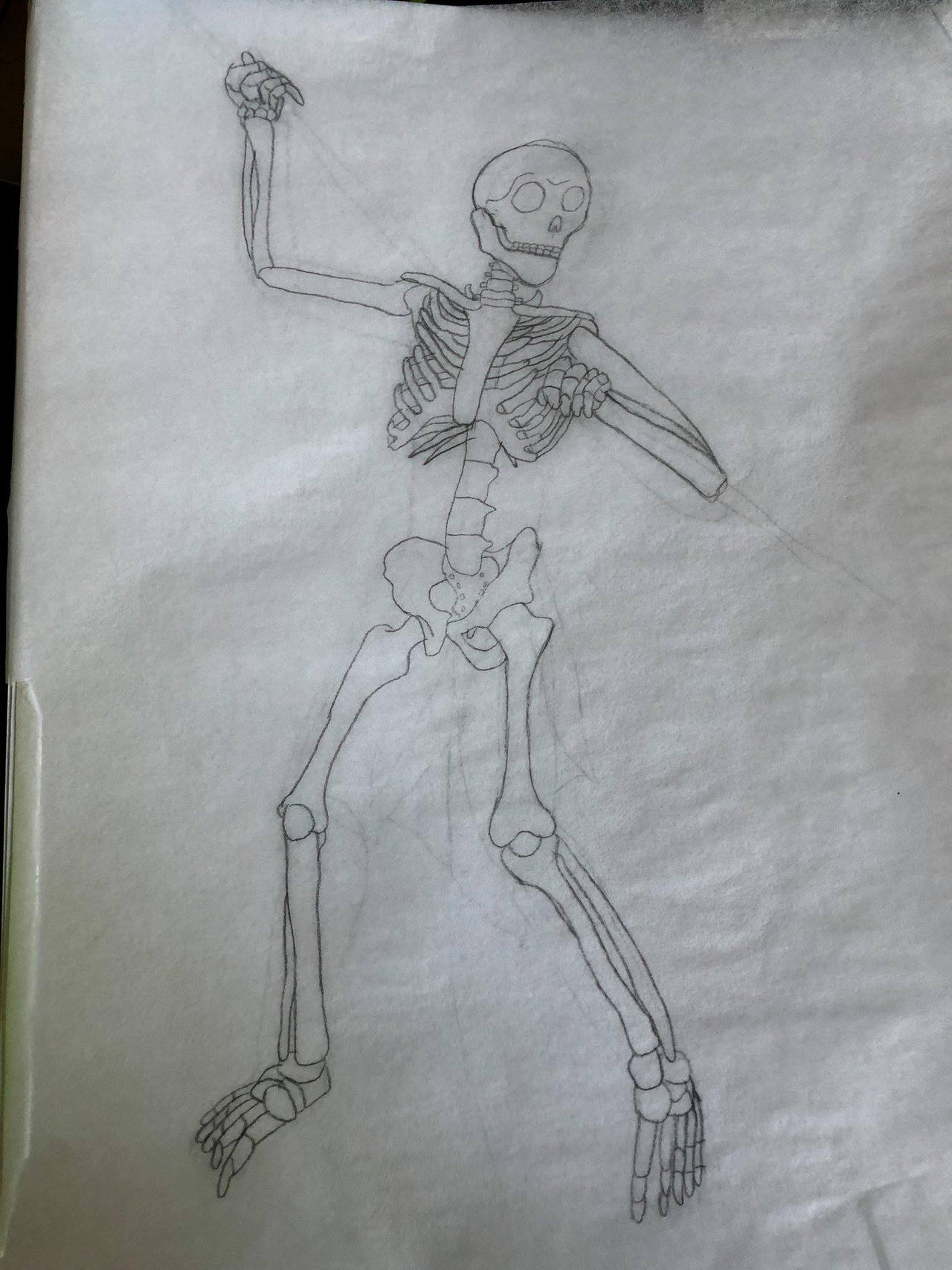 Skeleton Study by Daizua123 on DeviantArt