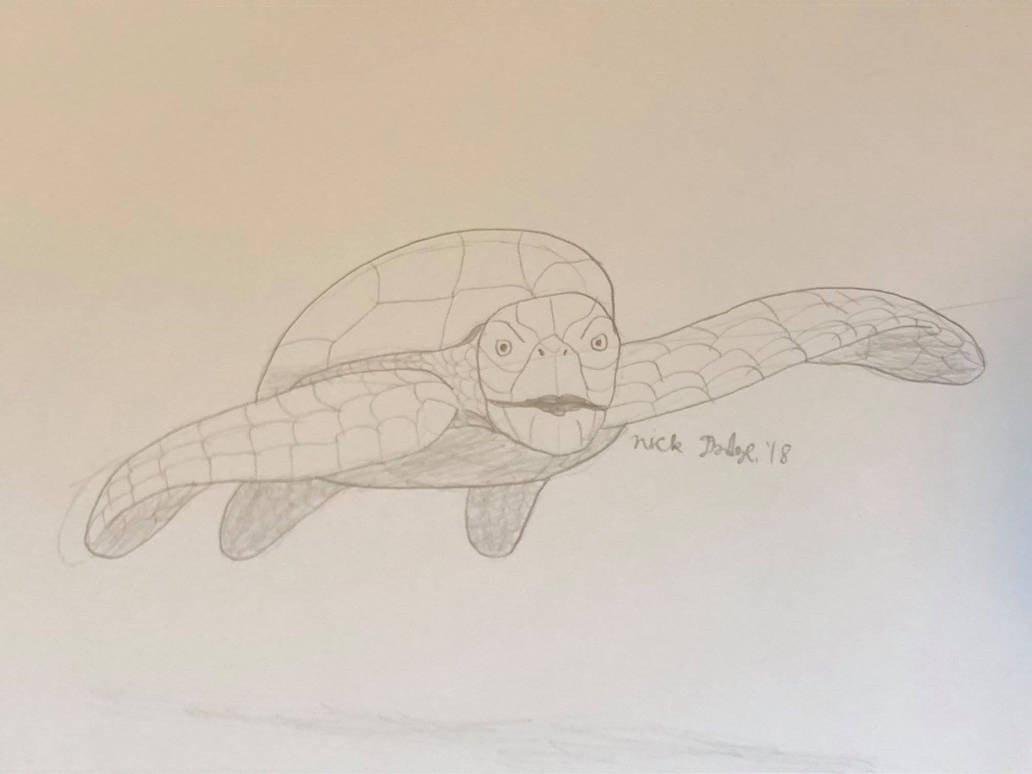 Turtle Scatch Turtle Sketch by Daizua123 on DeviantArt