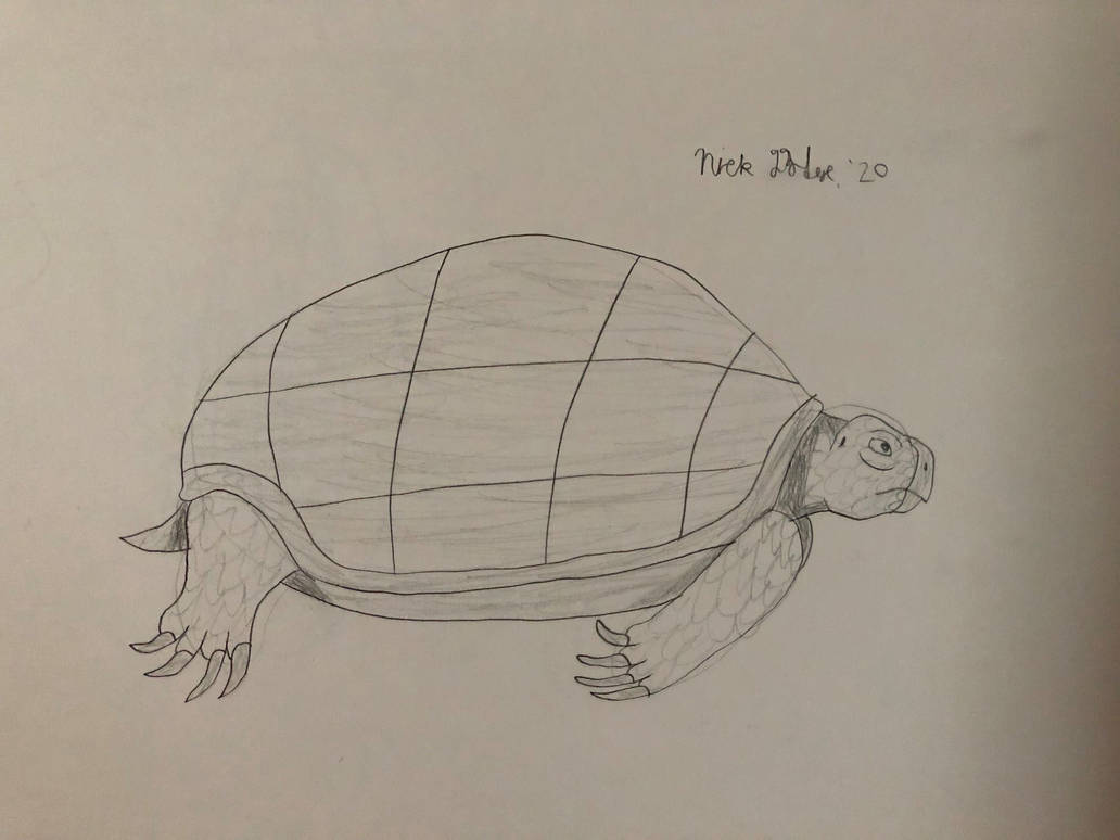 Tortoise Without A Shell Drawing Tortoise Sketch by Daizua123 on DeviantArt