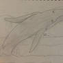 Whale Sketch