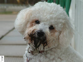 It wasnt me in the garden