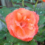 Rain showered rose