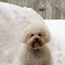 Snowbanked Bichon