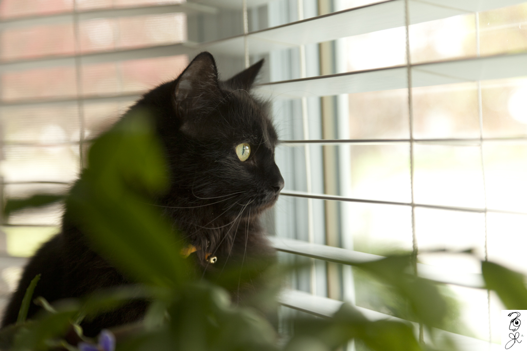 Feline behind the blinds