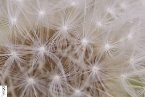 Mane of Dandilion