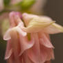 Ruffled skirt of petals pink