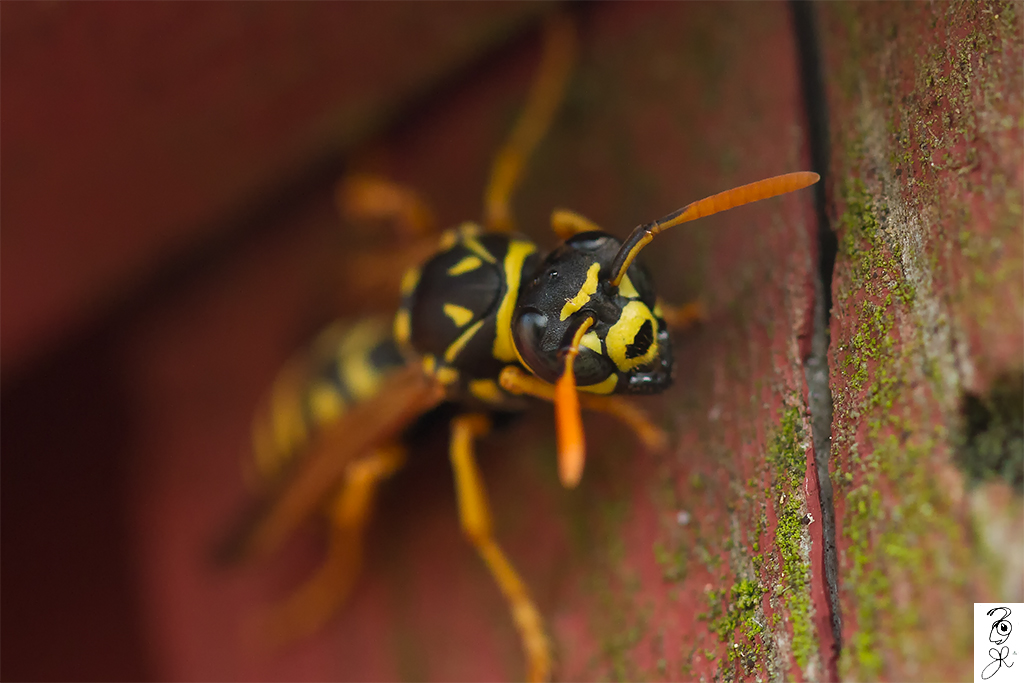 Paper Wasp staredown