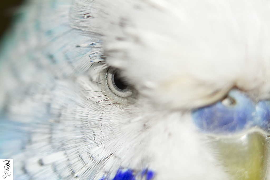 The Eye of The Budgie