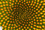 Fibonacci au naturel by The-Dude-L-Bug