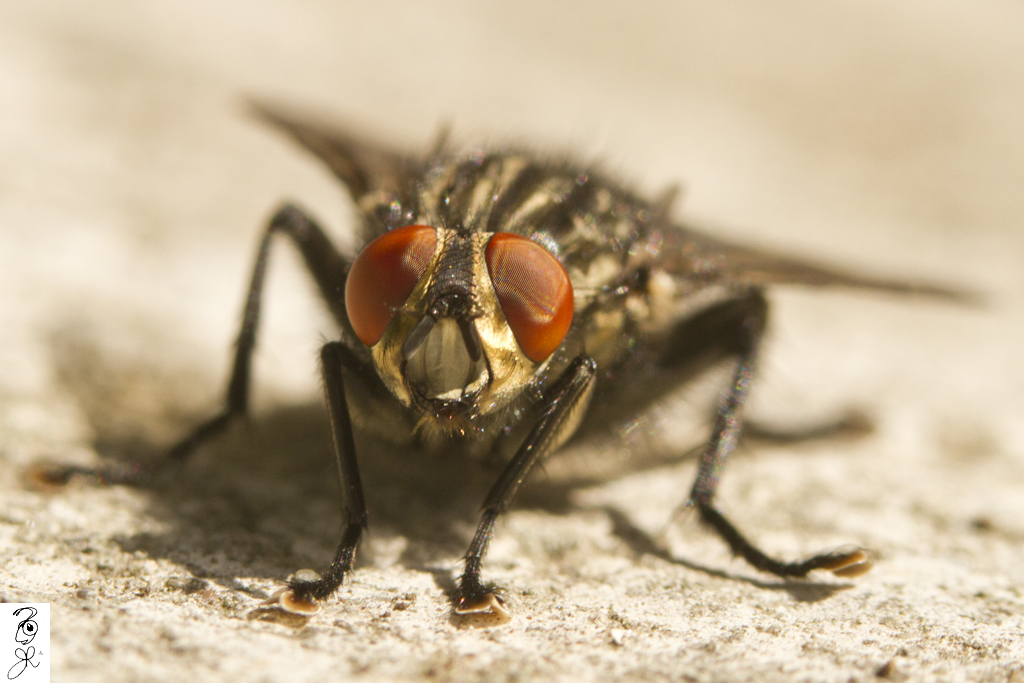 Golden mask of Sarcophagidae