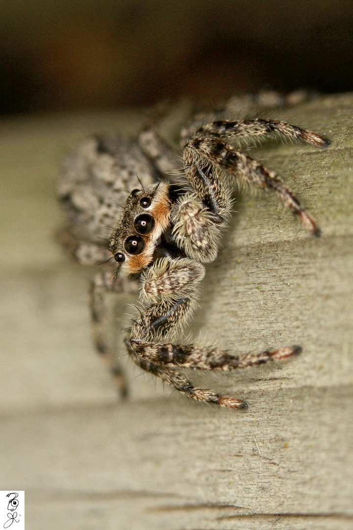 Platycryptus undatus Male