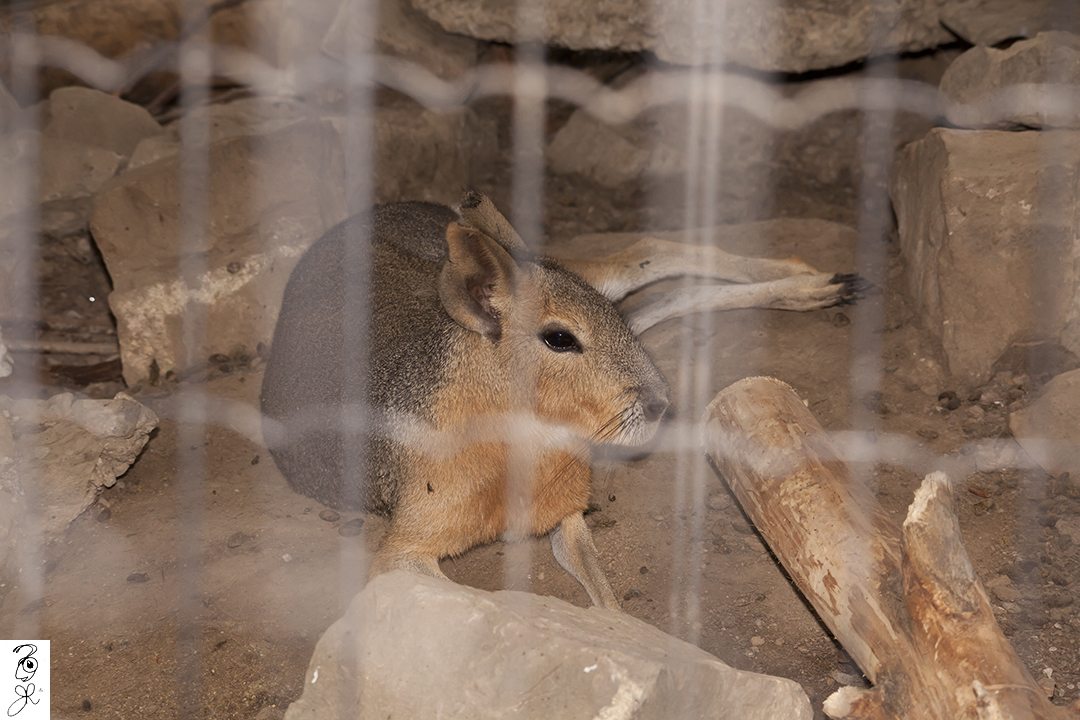 Patagonian Mara