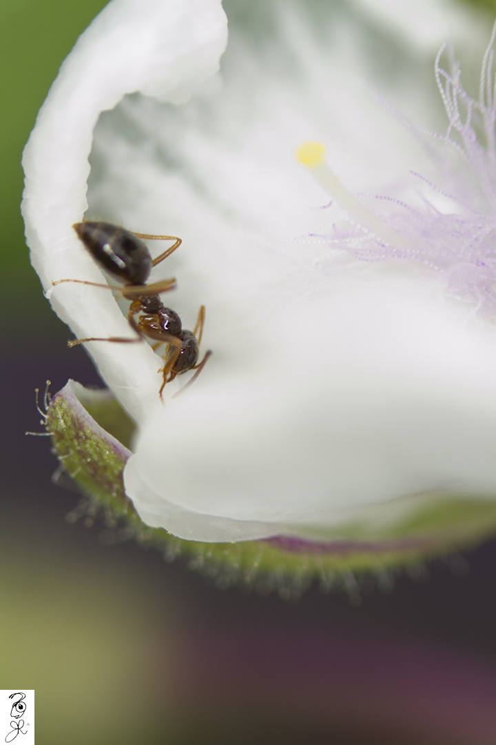 Brown Ant on Spiderwort