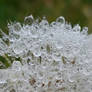 Dandy droplets