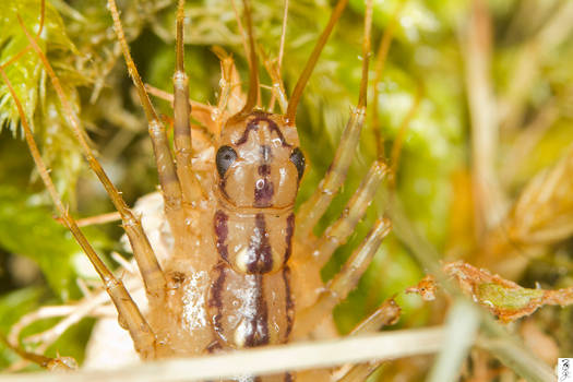 Killer stalks the damp lawn